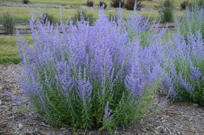 Blue Jean Baby Russian Sage - Perovskia atriplicifolia 'Blue Jean Baby' (Russian Sage) from Milmont Greenhouses