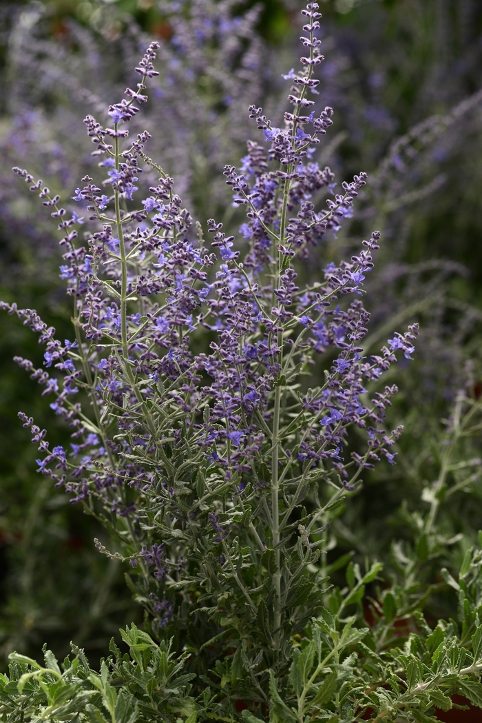 Blue Steel Russian Sage - Perovskia atriplicifolia 'Blue Steel' (Russian Sage) from Milmont Greenhouses