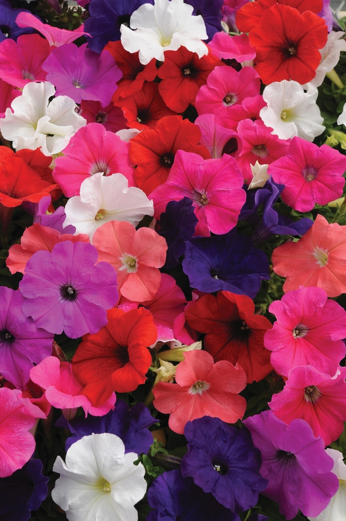 Pretty Flora&trade; 'Mixture' - Petunia from Milmont Greenhouses