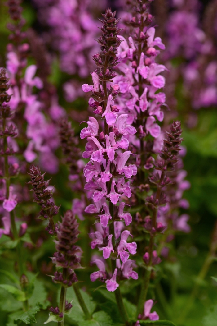 'Rose Marvel' Sage - Salvia nemorosa from Milmont Greenhouses
