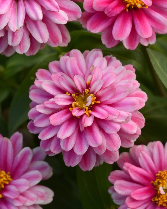 Double Zahara™ 'Raspberry Ripple' - Zinnia marylandica from Milmont Greenhouses