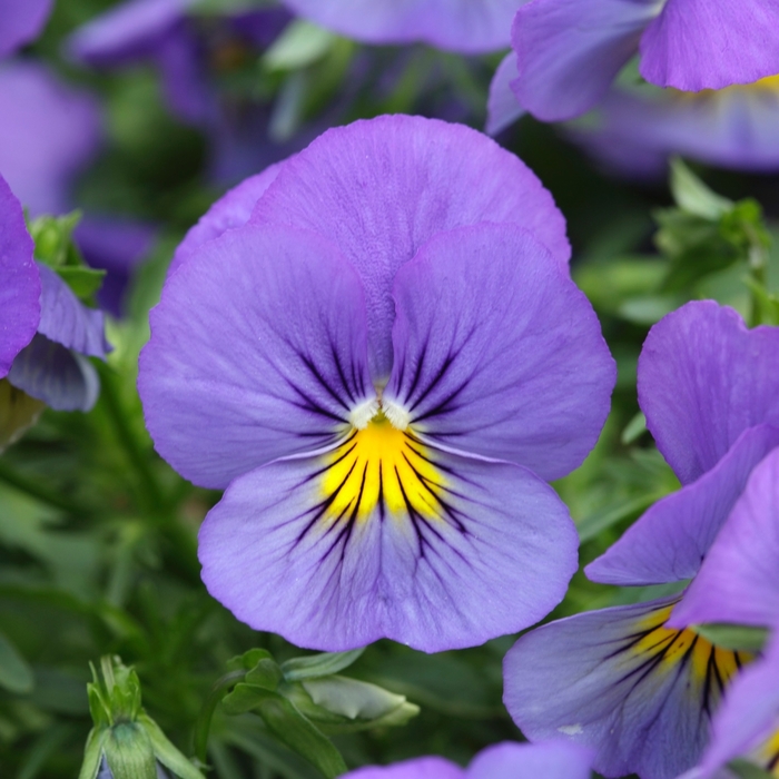 Cool Wave® 'Blue Skies' - Viola x wittrockiana (Spreading Pansy) from Milmont Greenhouses Cool Wave® 'Blue Skies' - Viola x wittrockiana (Spreading Pansy) from Milmont Greenhouses