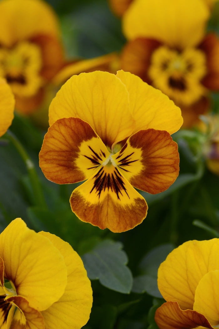 Sorbet® 'Honeybee' - Viola cornuta (Pansy) from Milmont Greenhouses