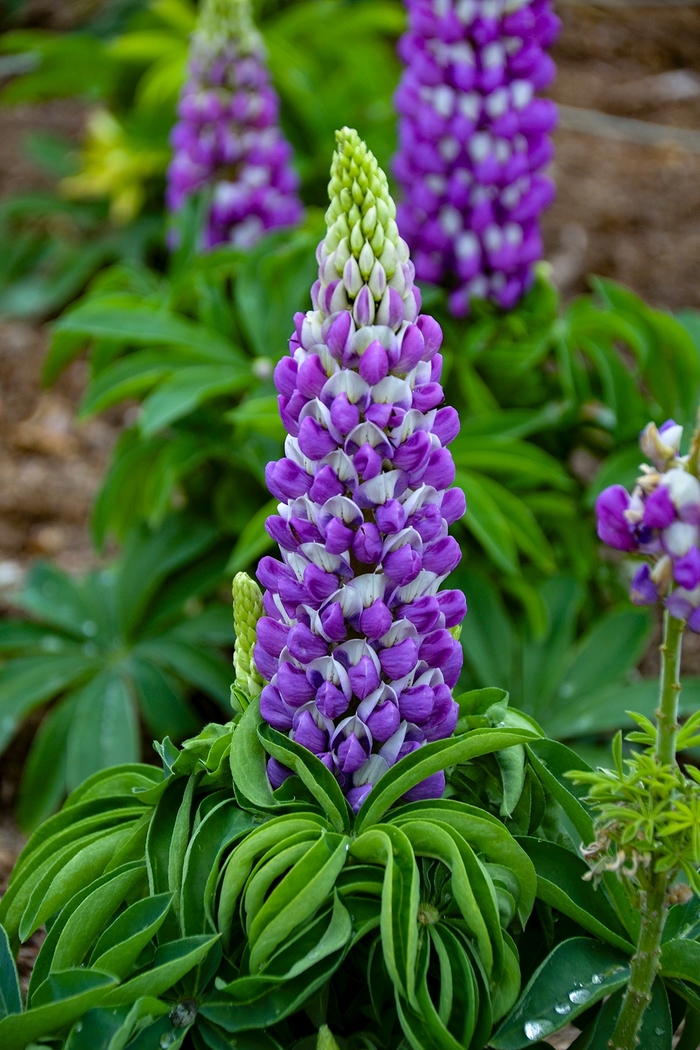 Mini Gallery&trade; 'Blue Bicolor' - Lupinus polyphyllus () from Milmont Greenhouses