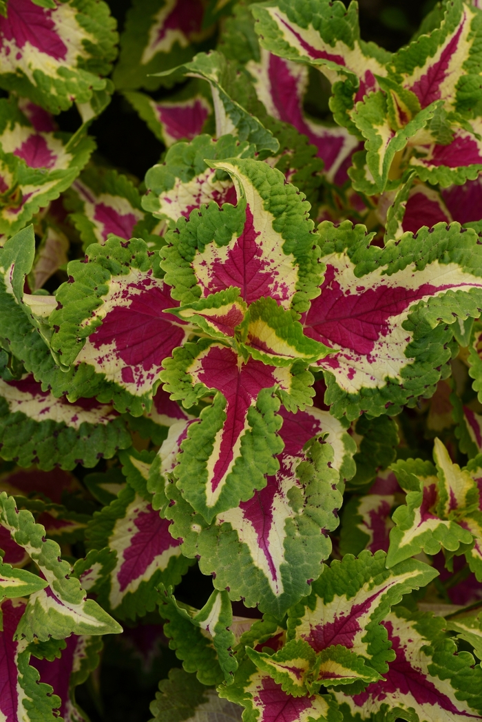 Wizard® 'Rose' - coleus from Milmont Greenhouses Wizard® 'Rose' - coleus from Milmont Greenhouses