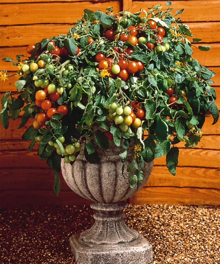 'Tumbler' Tomato - Lycopersicon esculentum from Milmont Greenhouses