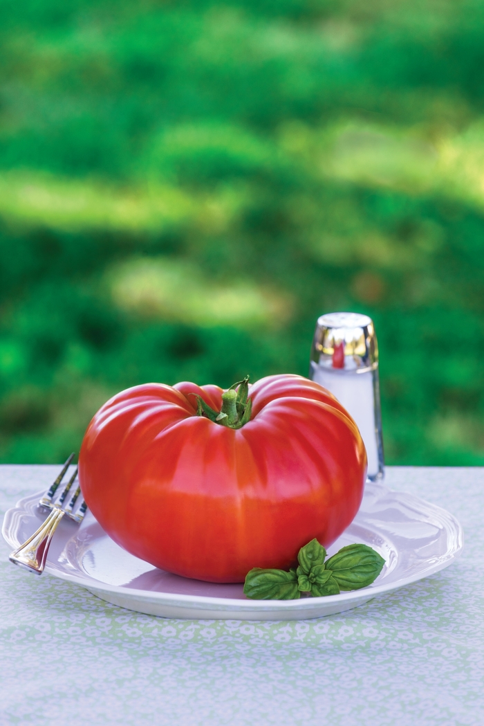 'SteakHouse' Tomato - Lycopersicon esculentum from Milmont Greenhouses
