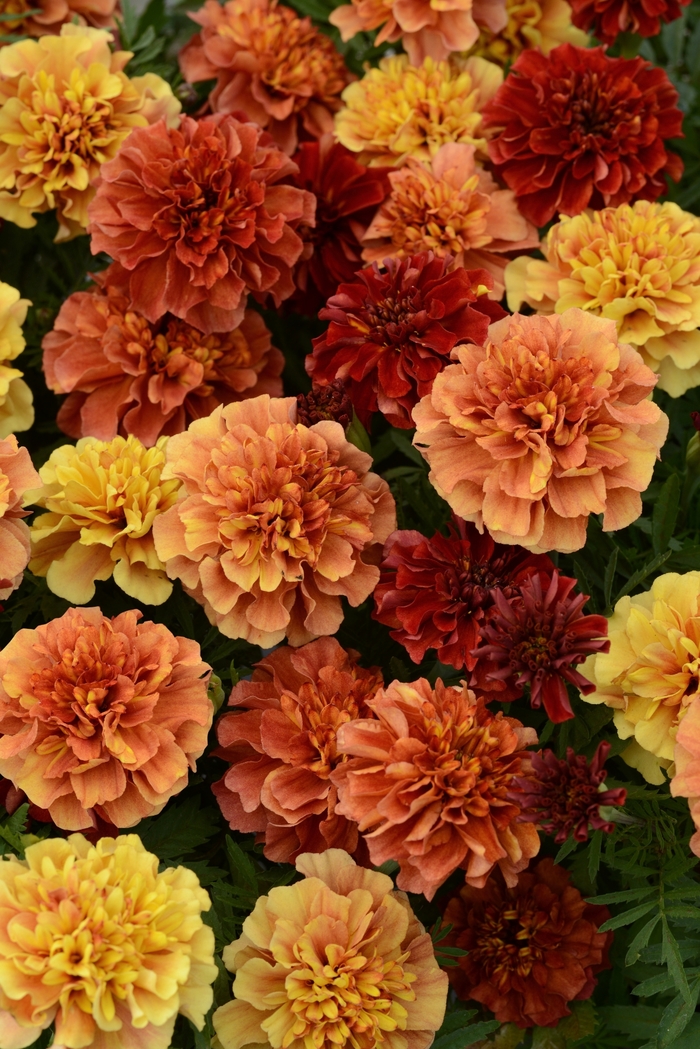 'Strawberry Blonde' French Marigold - Tagetes patula from Milmont Greenhouses 'Strawberry Blonde' French Marigold - Tagetes patula from Milmont Greenhouses
