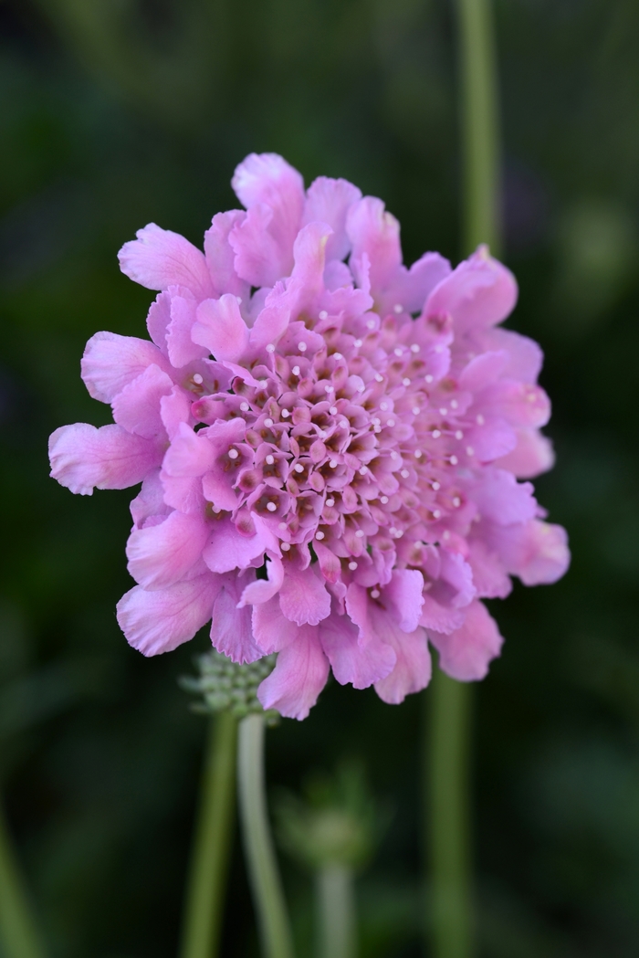 Flutter™ Rose Pink - Scabiosa columbaria 'Rose Pink' (Pincushion Flower) from Milmont Greenhouses