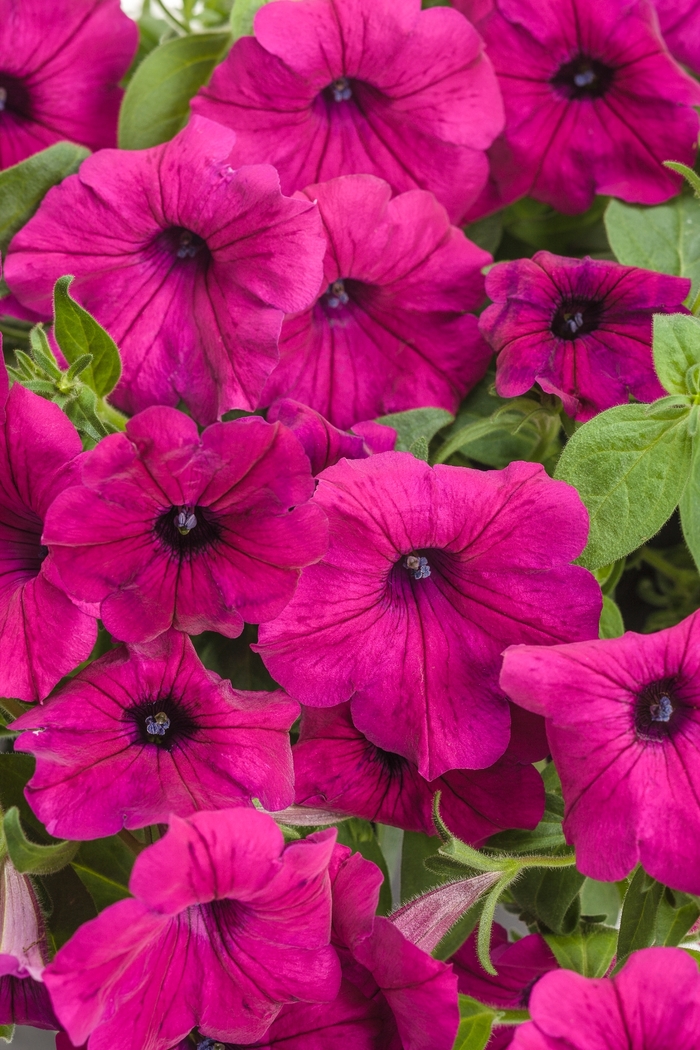 Supertunia&reg; ''Royal Magenta&reg;'' - Petunia from Milmont Greenhouses