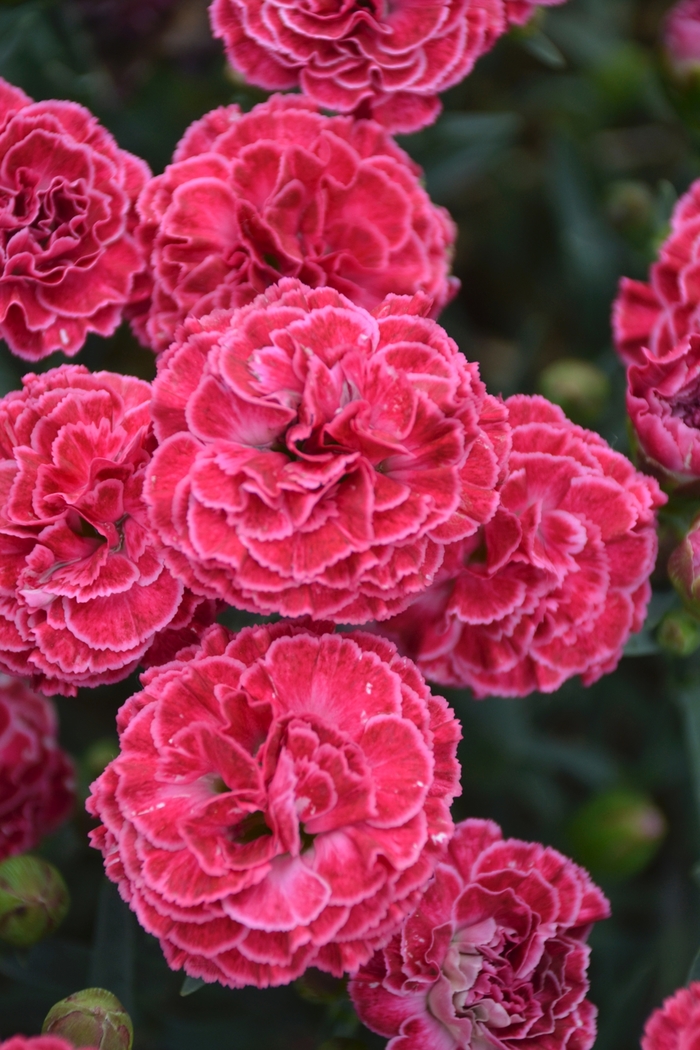 Fruit Punch® 'Raspberry Ruffles' - Dianthus (Pinks) from Milmont Greenhouses Fruit Punch® 'Raspberry Ruffles' - Dianthus (Pinks) from Milmont Greenhouses