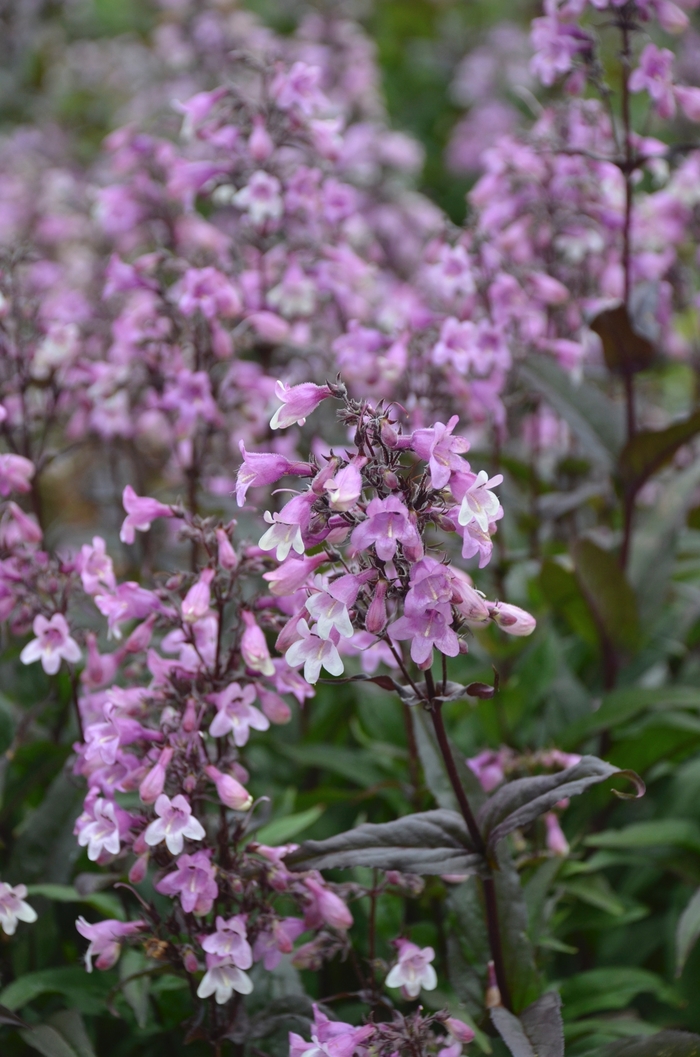 'Midnight Masquerade' Beardtongue - Penstemon from Milmont Greenhouses