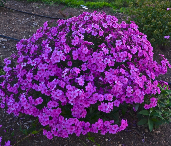 Cloudburst Tall Cushion Phlox - Phlox 'Cloudburst' PPAF, Can PBRAF (Tall Cushion Phlox) from Milmont Greenhouses