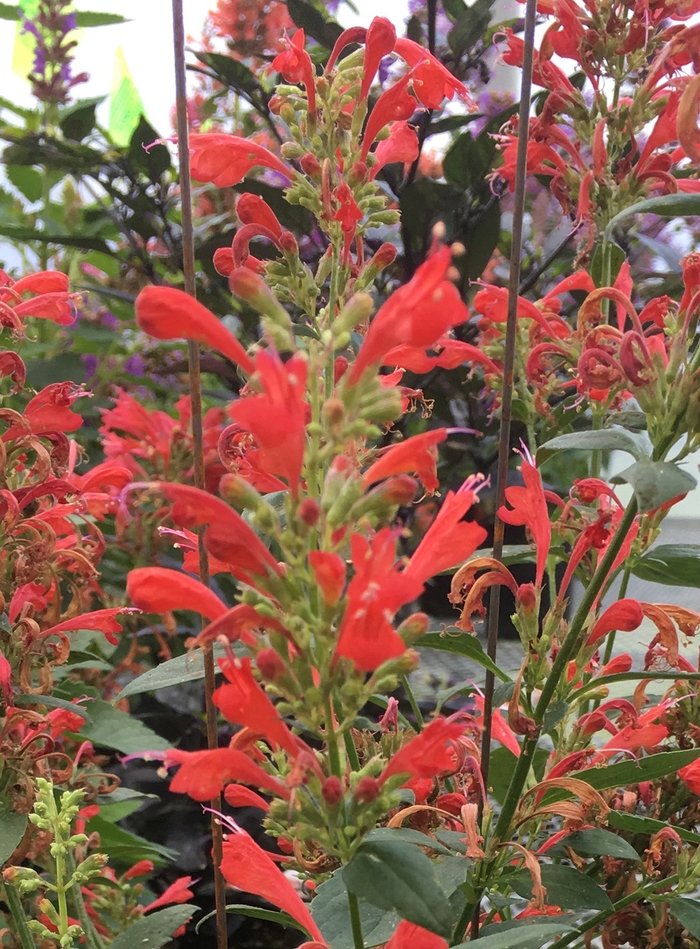 Kudos&trade; Red - Agastache (Hummingbird mint) from Milmont Greenhouses