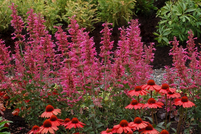 'Morello' - Agastache (Hummingbird Mint) from Milmont Greenhouses