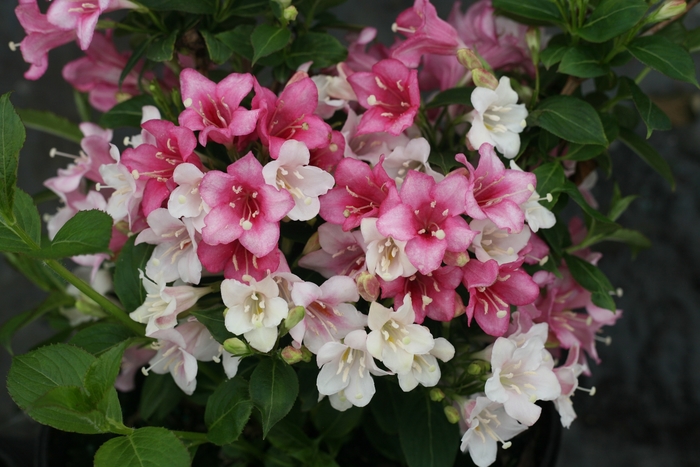 Czechmark Trilogy® Weigela - Weigela florida 'VUKOZGemini' PP28969 (Weigela) from Milmont Greenhouses