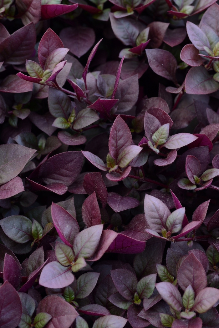 'Plum Dandy™' - Alternanthera from Milmont Greenhouses 'Plum Dandy™' - Alternanthera from Milmont Greenhouses