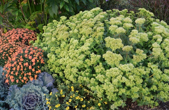Rock 'N Grow&reg; 'Lemonjade' - Sedum (Autumn Stonecrop) from Milmont Greenhouses