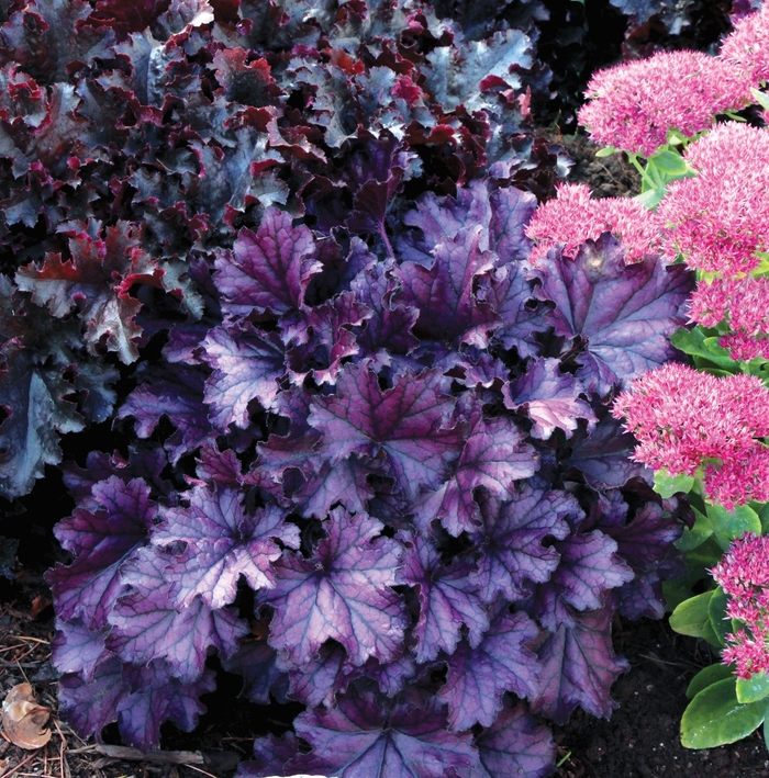 Forever&reg; 'Purple' - Heuchera (Coral Bells) from Milmont Greenhouses