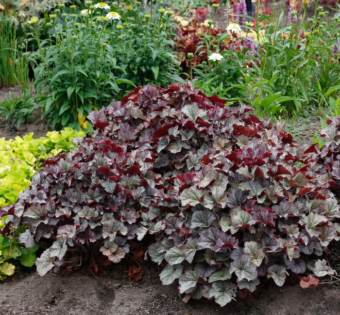 Northern Exposure&trade; 'Silver' - Heuchera (Coral Bells) from Milmont Greenhouses