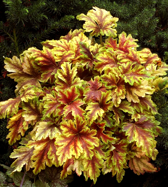 Gold Zebra Foamy Bells - Heucherella 'Gold Zebra' PP22104 (Foamy Bells) from Milmont Greenhouses Gold Zebra Foamy Bells - Heucherella 'Gold Zebra' PP22104 (Foamy Bells) from Milmont Greenhouses
