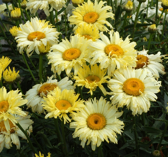 'Goldfinch' Shasta Daisy - Leucanthemum x superbum from Milmont Greenhouses
