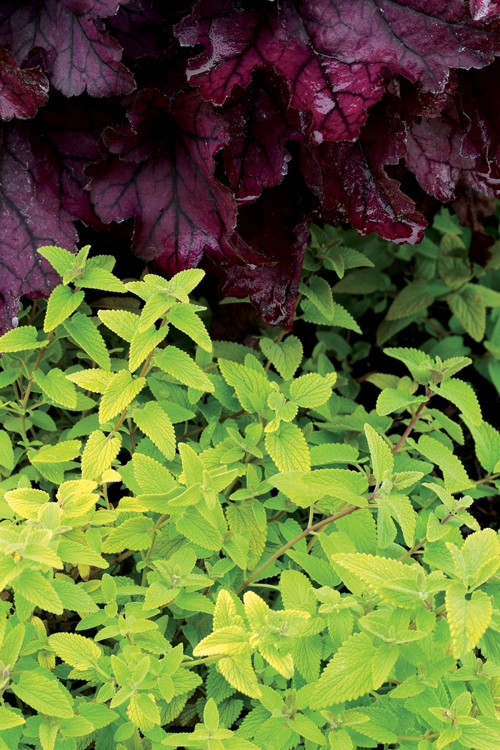 ''Limelight'' Catmint - Nepeta x faassenii from Milmont Greenhouses