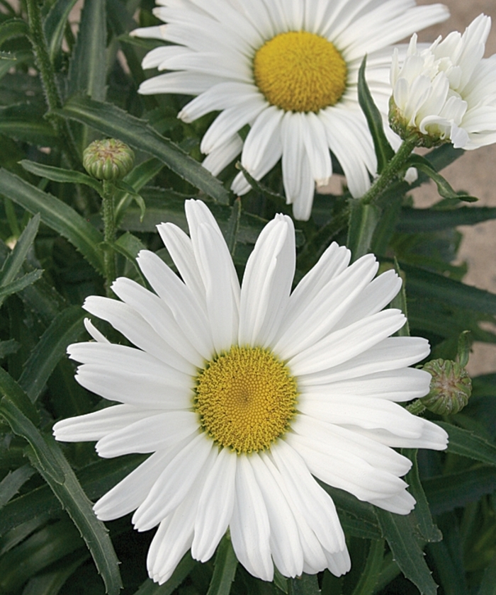 Amazing Daisies&reg; 'Daisy May&reg;' - Leucanthemum x superbum (Shasta Daisy) from Milmont Greenhouses