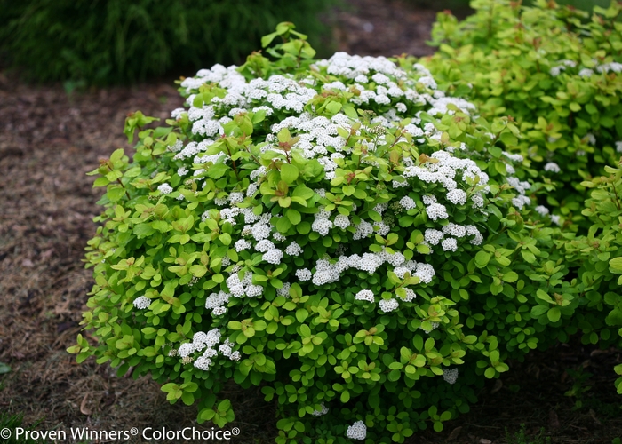 'Glow Girl®' Birchleaf Spirea - Spiraea betulifolia from Milmont Greenhouses 'Glow Girl®' Birchleaf Spirea - Spiraea betulifolia from Milmont Greenhouses