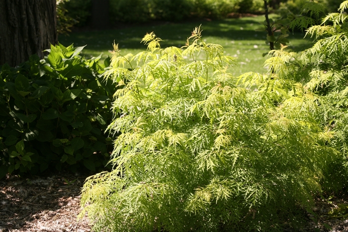 'Lemony Lace®' Elderberry - Sambucus racemosa from Milmont Greenhouses 'Lemony Lace®' Elderberry - Sambucus racemosa from Milmont Greenhouses