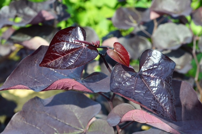 'Black Pearl®' Redbud - Cercis canadensis from Milmont Greenhouses 'Black Pearl®' Redbud - Cercis canadensis from Milmont Greenhouses