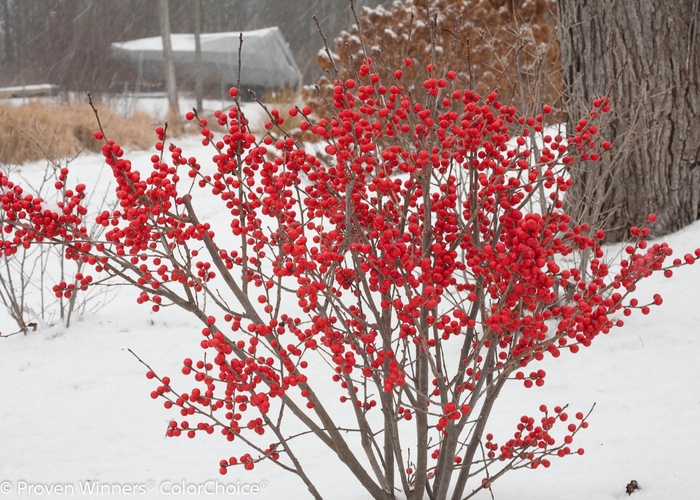 'Berry Poppins®' Winterberry - Ilex verticillata from Milmont Greenhouses