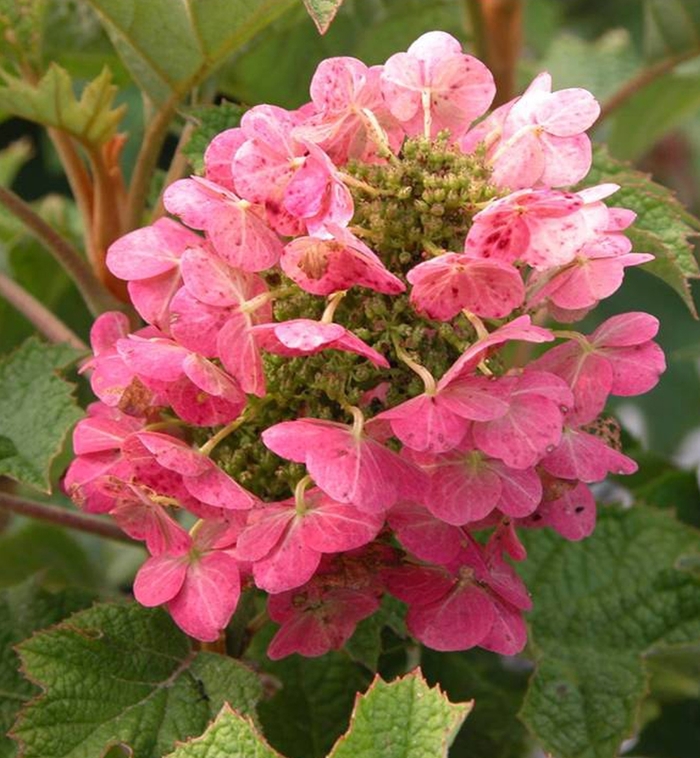 'Ruby Slippers' Qakleaf Hydrangea - Hydrangea quercifolia from Milmont Greenhouses