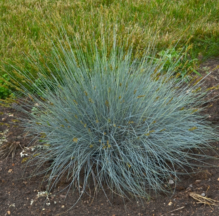 'Blue Whiskers' Blue Fescue - Festuca glauca from Milmont Greenhouses