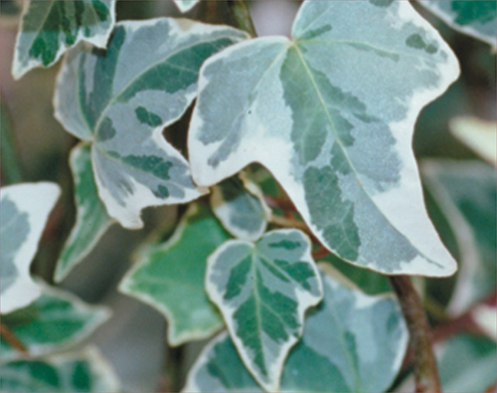Proven Accents® 'Glacier' - Hedera helix (Glacier Ivy) from Milmont Greenhouses Proven Accents® 'Glacier' - Hedera helix (Glacier Ivy) from Milmont Greenhouses
