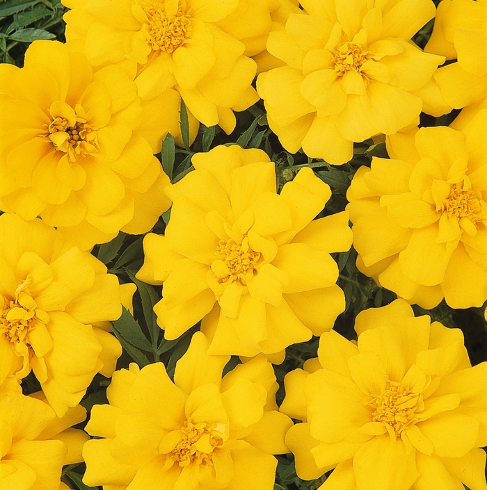 Durango® Yellow - Tagetes patula (Dwarf Anemone French Marigold) from Milmont Greenhouses