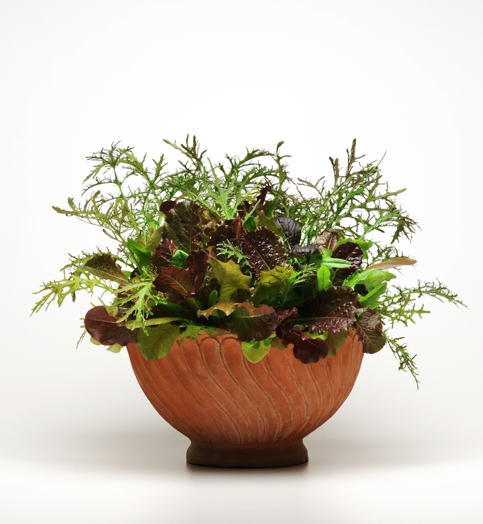 'Healing Hands' Lettuce - Lactuca from Milmont Greenhouses