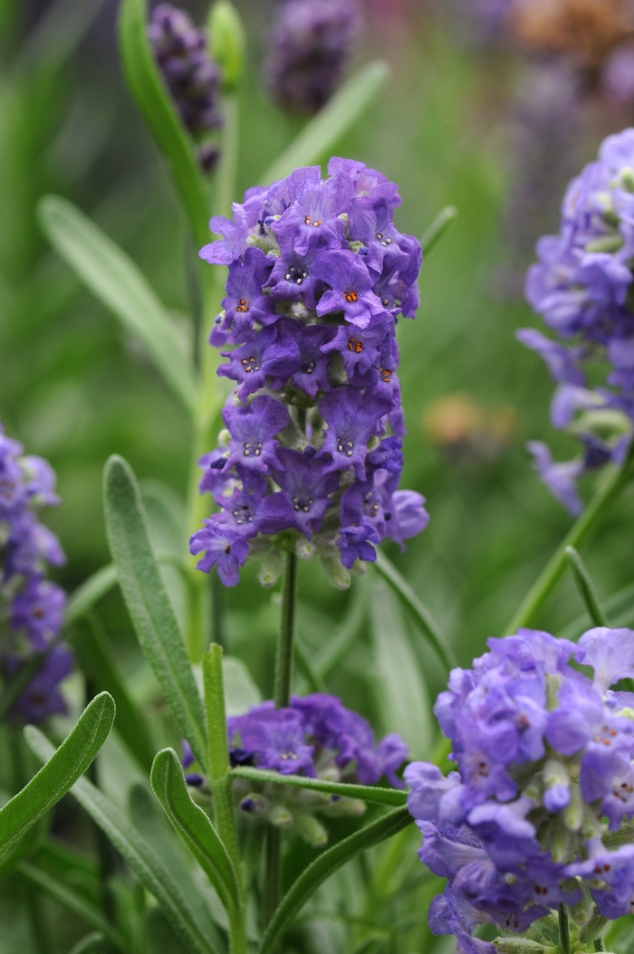Ellagance Purple - Lavandula angustifolia 'Purple' (Lavender) from Milmont Greenhouses Ellagance Purple - Lavandula angustifolia 'Purple' (Lavender) from Milmont Greenhouses