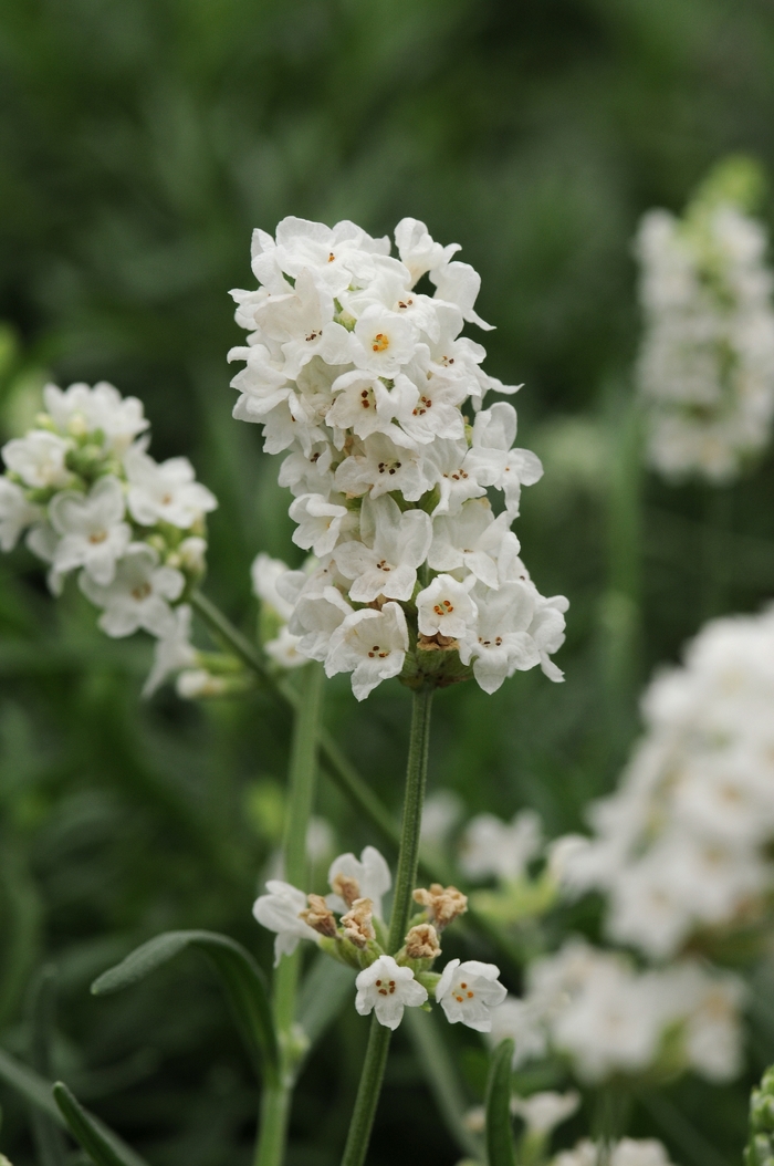 Ellagance Snow - Lavandula angustifolia 'Snow' (English Lavender) from Milmont Greenhouses