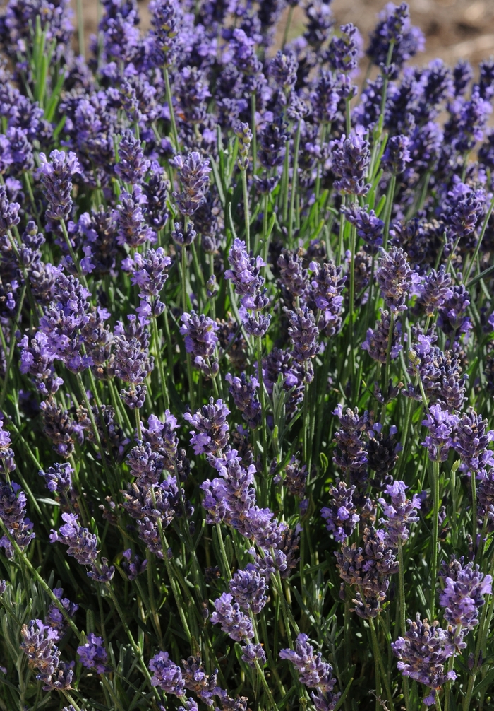 SuperBlue English Lavender - Lavandula angustifolia 'SuperBlue' PP24929 (English Lavender) from Milmont Greenhouses
