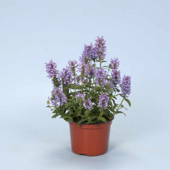 Blue Moon Catmint - Nepeta nervosa 'Blue Moon' (Catmint) from Milmont Greenhouses