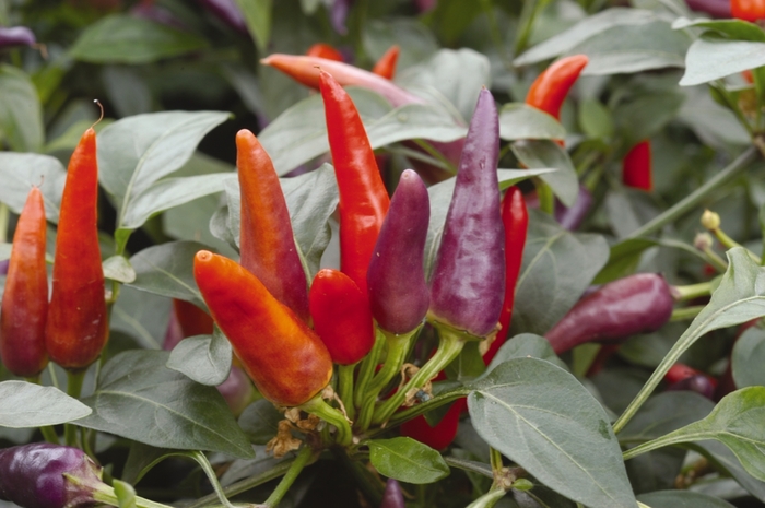 'Masquerade' Ornamental Pepper - Capsicum annuum from Milmont Greenhouses