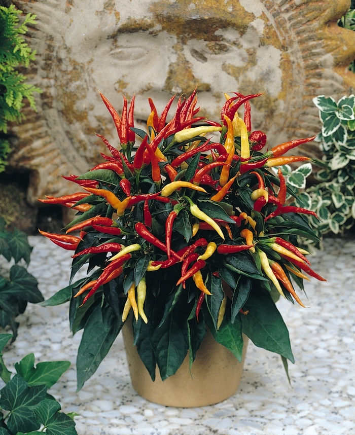 'Medusa' Ornamental Chili Pepper - Capsicum annuum from Milmont Greenhouses