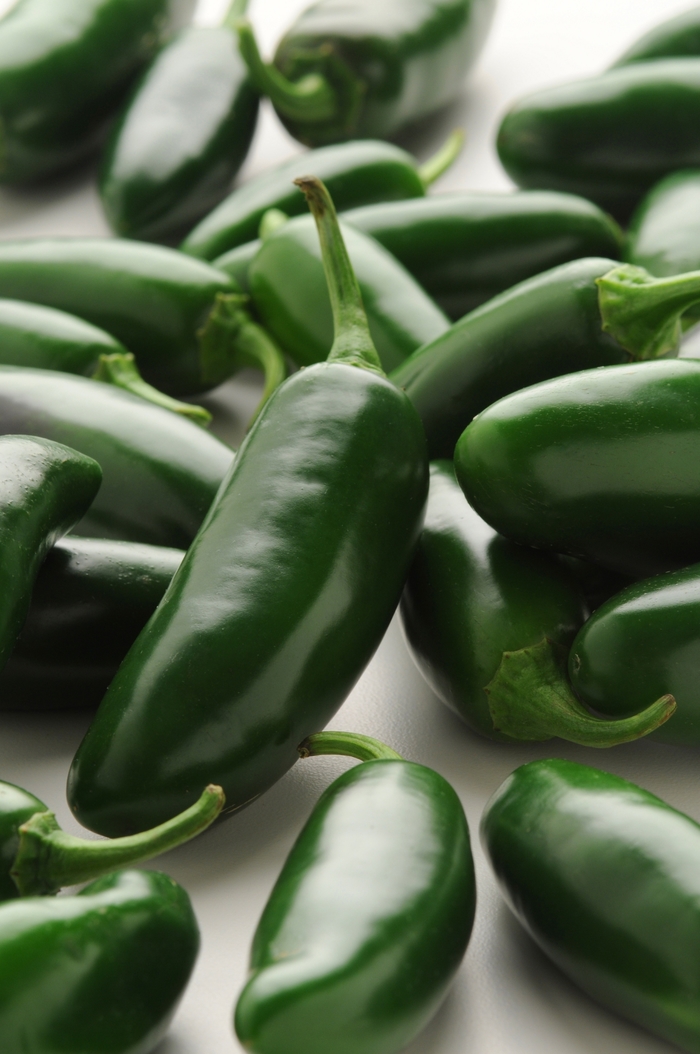 'La Bomba' Jalapeño Pepper - Capsicum annuum from Milmont Greenhouses