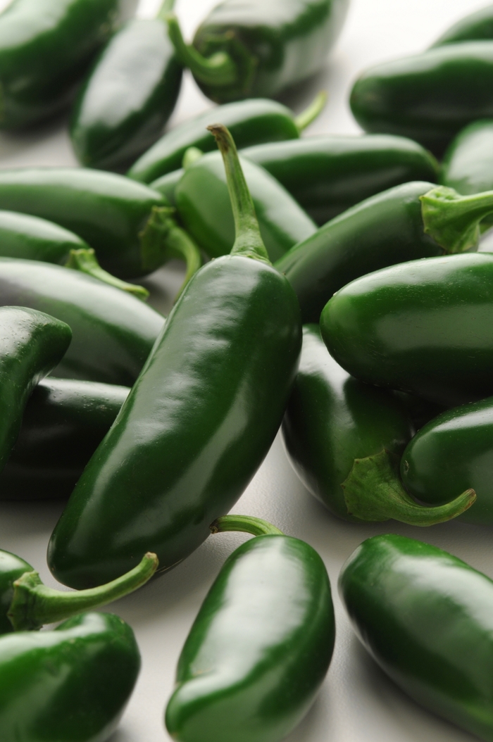 'La Bomba' Jalapeño Pepper - Capsicum annuum from Milmont Greenhouses