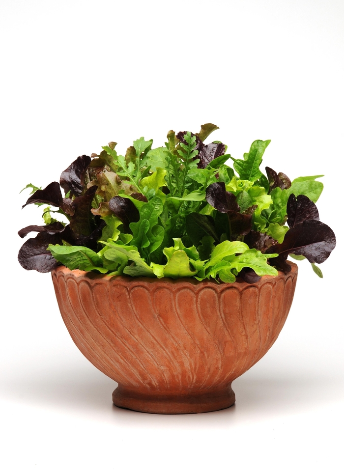 Lettuce Simply Salad 'Alfresco Mix' - Lettuce SimplySalad 'Alfresco Mix' (Mixed Greens) from Milmont Greenhouses Lettuce Simply Salad 'Alfresco Mix' - Lettuce SimplySalad 'Alfresco Mix' (Mixed Greens) from Milmont Greenhouses