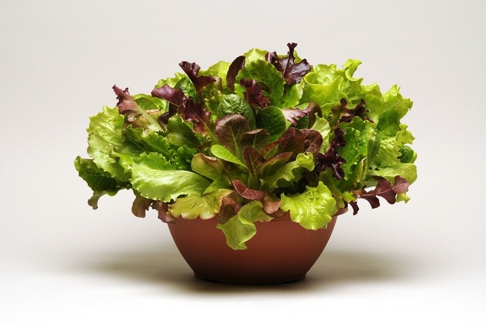SimplySalad® 'Endless Summer' - Lactuca sativa (Lettuce) from Milmont Greenhouses