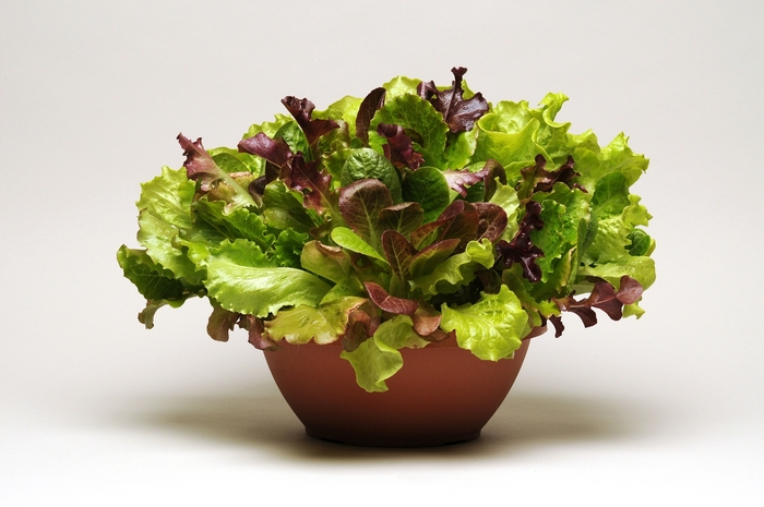 SimplySalad® 'Endless Summer' - Lactuca sativa (Lettuce) from Milmont Greenhouses SimplySalad® 'Endless Summer' - Lactuca sativa (Lettuce) from Milmont Greenhouses