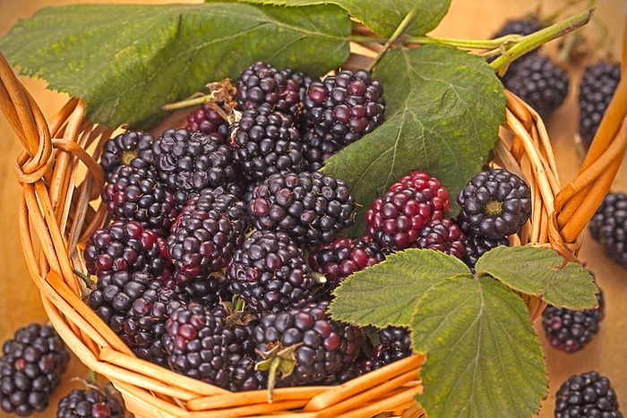 'Triple Crown' Blackberry - Rubus from Milmont Greenhouses