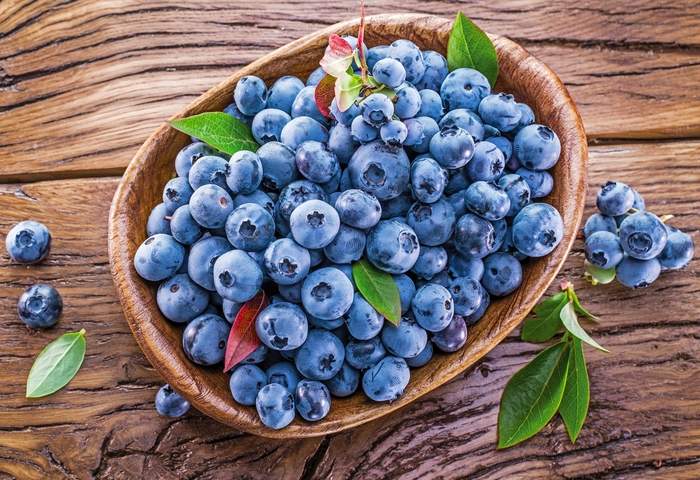 'Blueray' Blueberry - Vaccinium angustifolium from Milmont Greenhouses 'Blueray' Blueberry - Vaccinium angustifolium from Milmont Greenhouses
